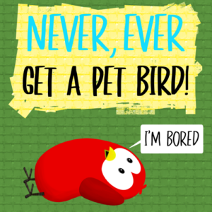 never ever get a pet bird v moua books sammy bird